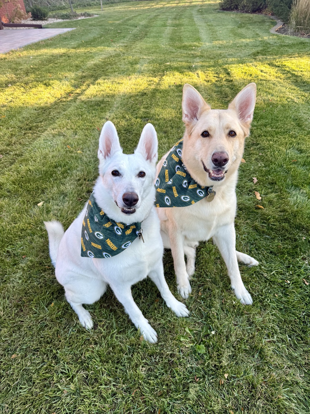 Theo and Frey, Renee's two white German Shepherds, in Packers bandanas